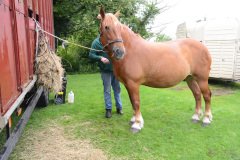 Fram Horse Show 2011