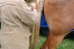 Fram Horse Show 2011