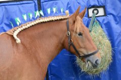 Fram Horse Show 2011