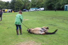 Fram Horse Show 2011