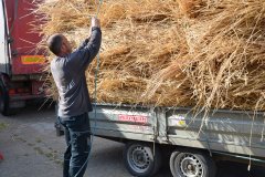Threshing
