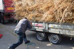 Threshing