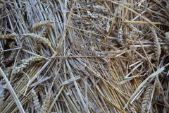 Threshing
