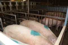 Countess Wells Pig Unit