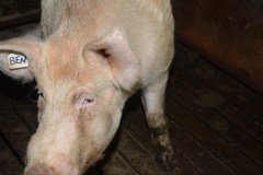 Countess Wells Pig Unit