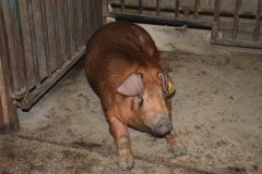 Countess Wells Pig Unit