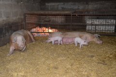 Countess Wells Pig Unit