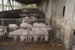 Countess Wells Pig Unit