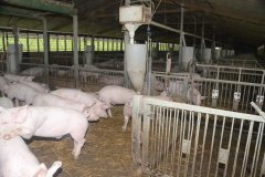 Countess Wells Pig Unit