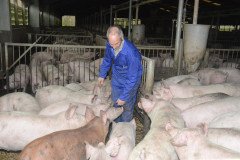 Countess Wells Pig Unit