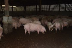 Countess Wells Pig Unit