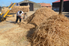 Threshing