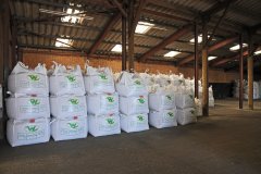 Walnes Seeds