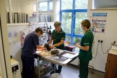 Castle Vets