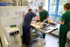 Castle Vets