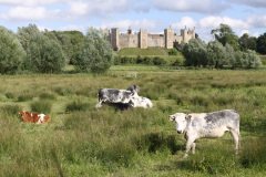 Framlingham views